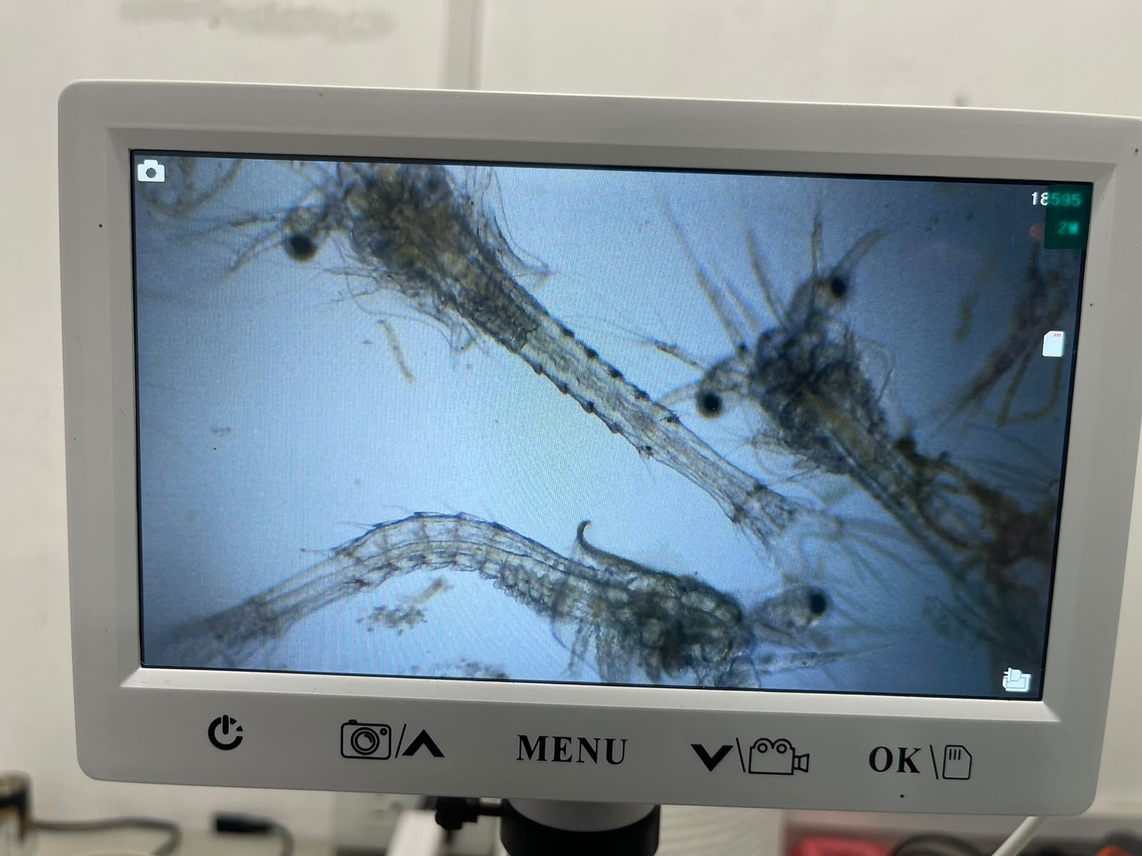 Microscopic Analysis